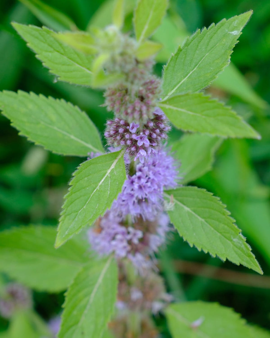 A mint stem with toothed green leaves and small lavender flowers.