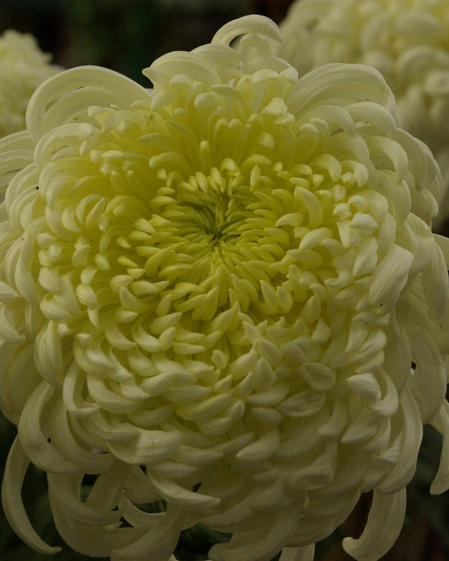 A pale yellow chrysanthemum flower with many curled petals.
