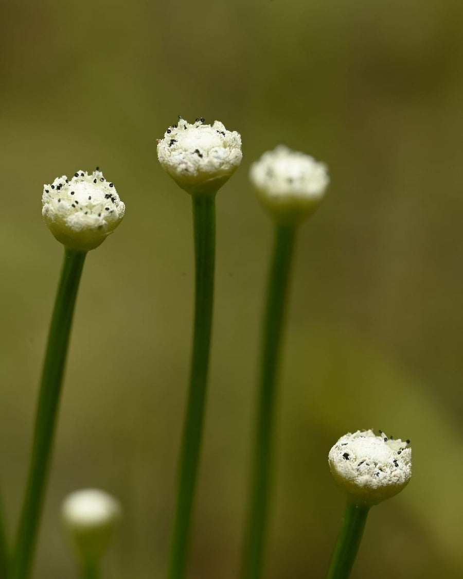 Thin green stalks, each topped with a small round white flower head.